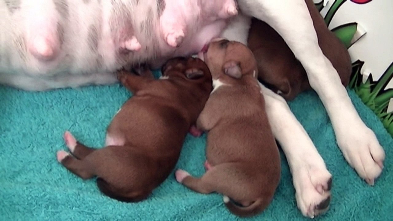 2ème vidéo Les 2 femelles de la 24ème portée de STAFFORDLAND