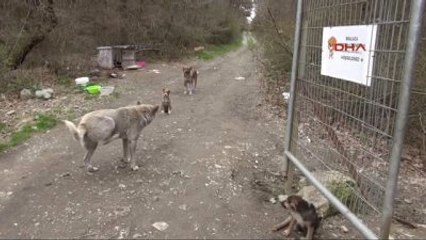 Kocaeli - Hayatını Kendisini Ölümden Kurtaran Köpeklere Adadı