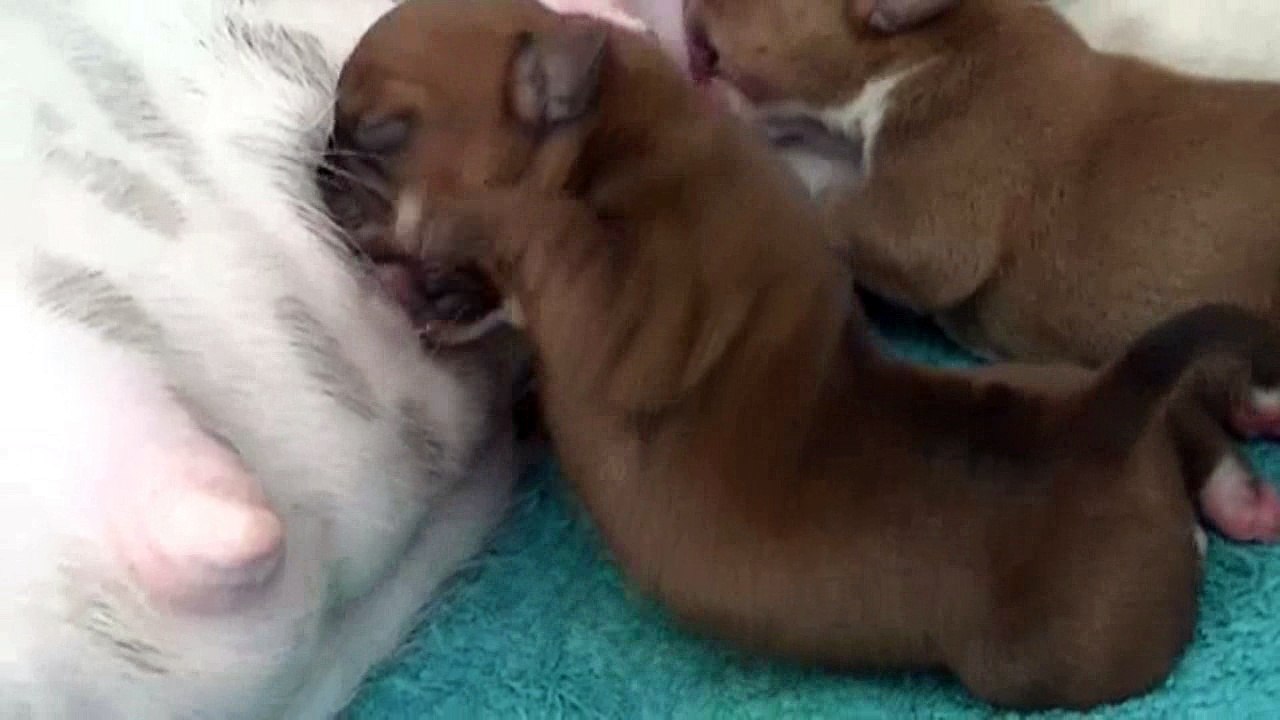 3ème vidéo Chiot n° 4 Femelle de la 24ème portée de STAFFORDLAND