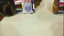 Maru the Cat squeezes into rice cake box-Funny cat Videos