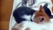 Nice and warm-Funny cat Videos