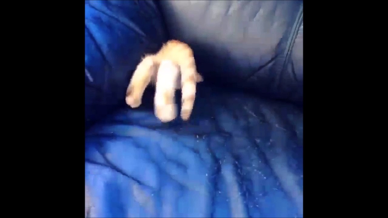 Le chat qui disparaît dans sa planque