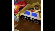 2 chats jouent au policier et au voleur! Attaque....