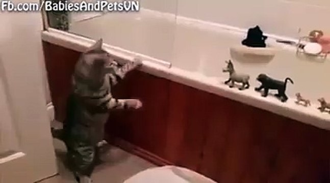 Ce chat a décidé de noyer tout ses jouets dans le bain