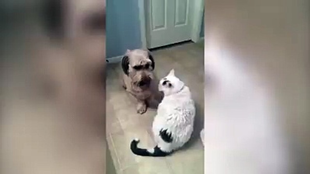 Not all dogs love cats...and maybe there's a good reason for that.