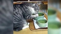 Now that's a well-bred cat-Funny cat Videos