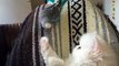 Parakeet attempts to befriend fluffy persian kitten-Funny cat Videos