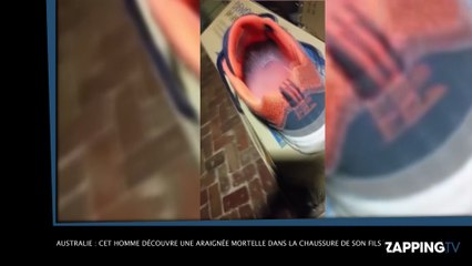 Australie : cet homme découvre une araignée mortelle dans la chaussure de son fils, la vidéo choc !