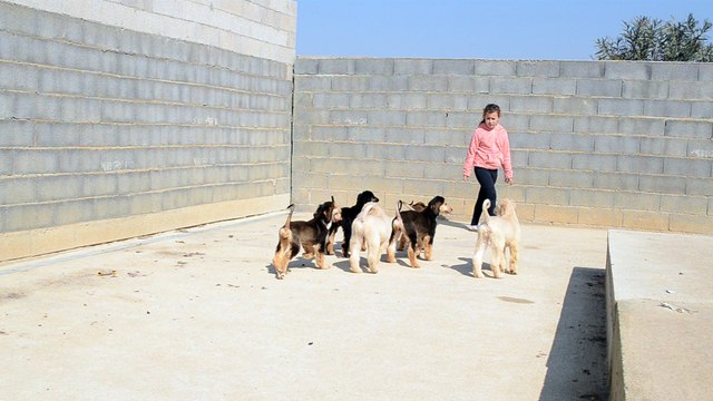 bébés levrier afghan