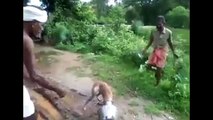Top Funny Videos 2015 - Funny vines 2015 - Try not to laugh or grin challenge - Funny Videos