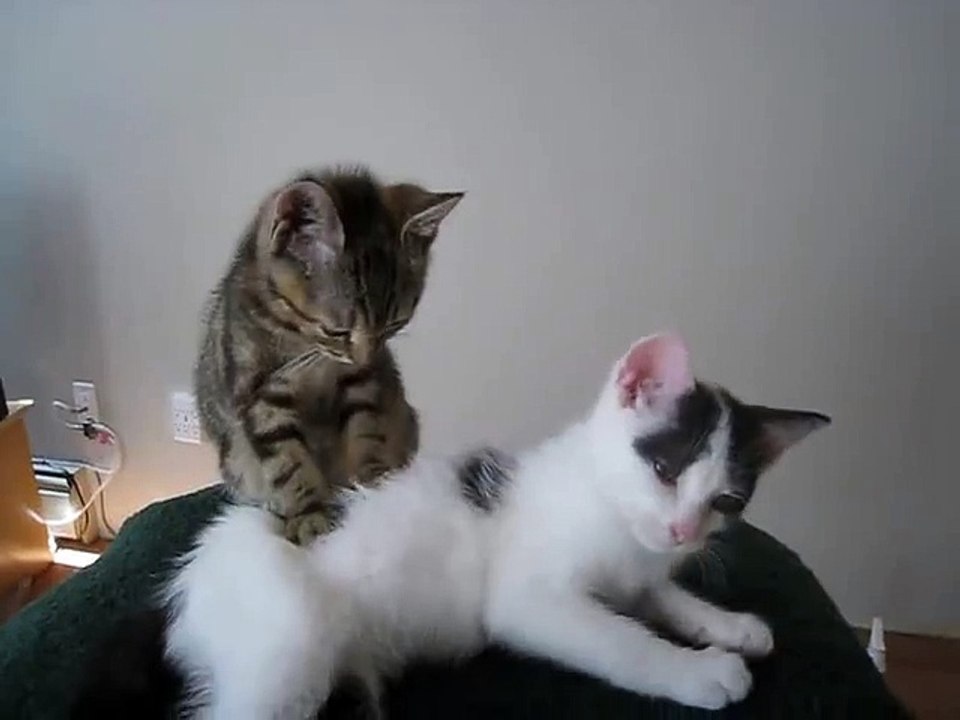 Kitten Massage Therapy