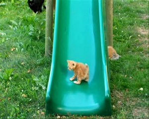 KITTEN ON A SLIDE, WHO NEEDS A TREADMILL 2nd GENERATION!!!!!