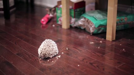 KITTEN MEETS HEDGEHOG