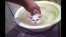 Kitten Refuses to Leave Warm Bath!