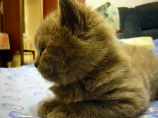 Kitten suddenly falls asleep