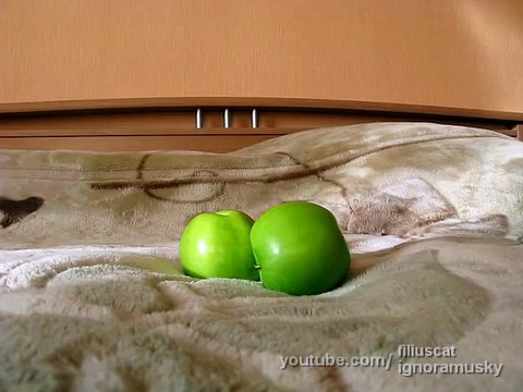 kitten vs TWO scary things (котенок против ДВУХ неведомых хреней)