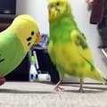 Parakeet Confused by Toy Version of Self
