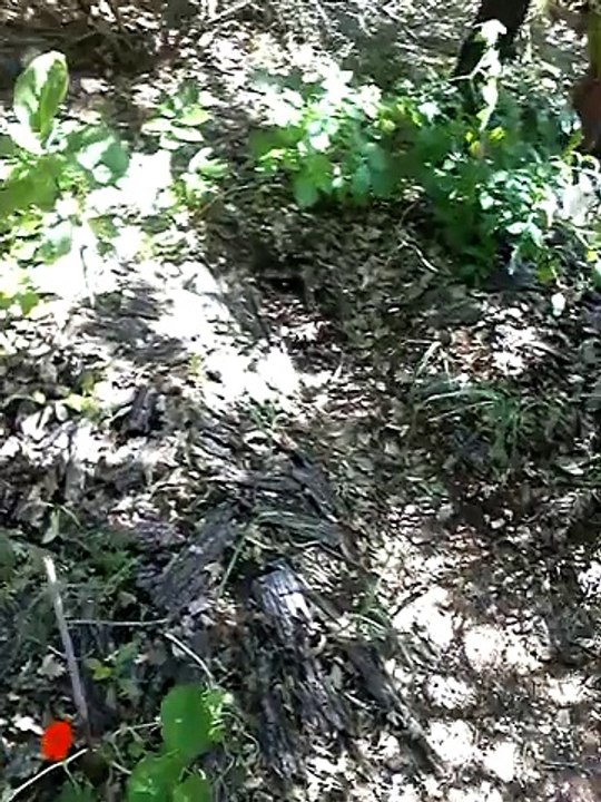 Butte permaculture en formation à Pépin