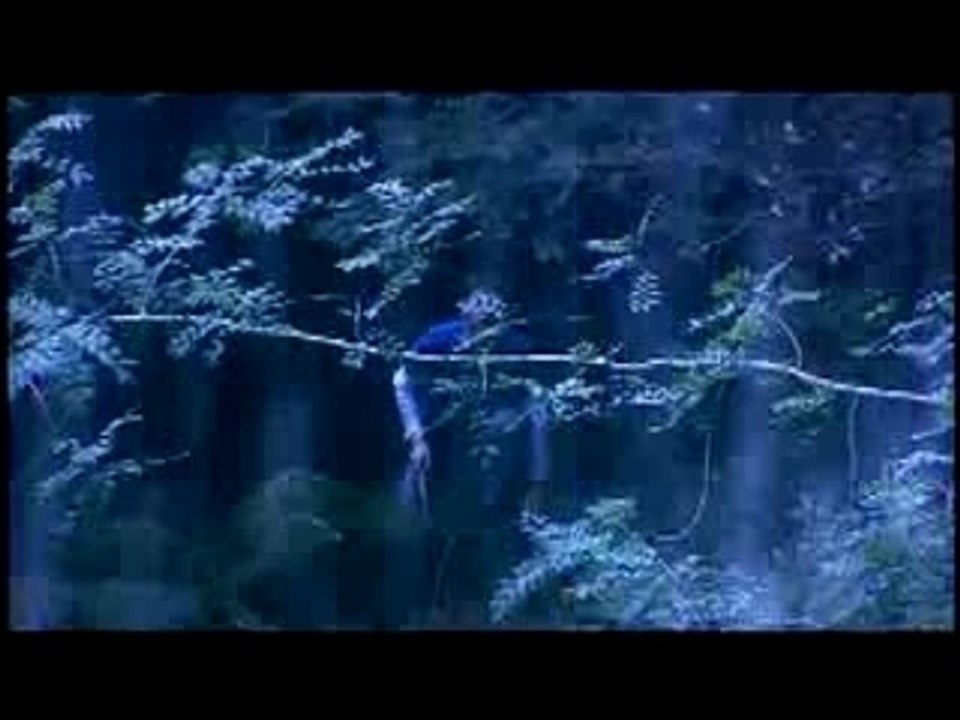 Forest of the damned