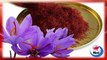 Azafran Propiedades curativas y medicinales para la salud (Crocus sativus)