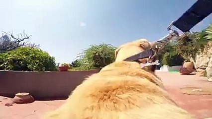 All living beings loves summer