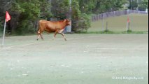 Buzz : Un match de foot interrompu par une irruption de... une vache !