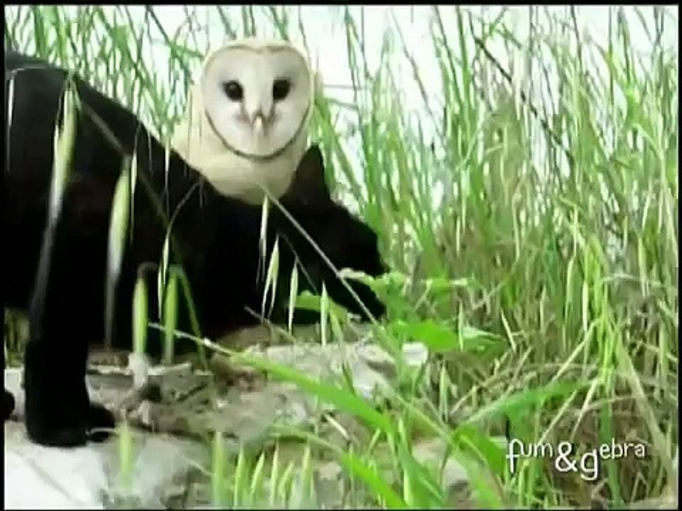 Cat and owl best friends animals  Кот и Сова - лучшие друзья животные