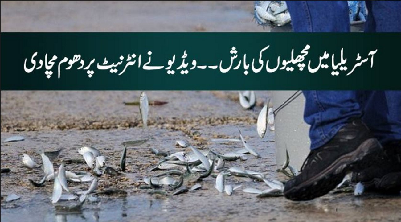 'It's raining fish!'- Queensland mother captures the bizarre moment her children head outside after .mp4