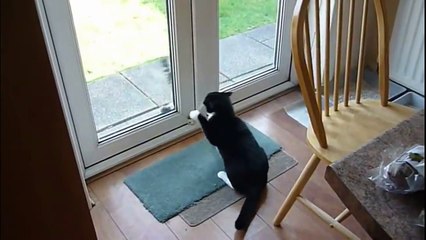 Funny animals comlication only on this channal Смешные Коты   Подборка Видео 2013