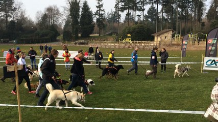 Canicross au Mont de Cerisy