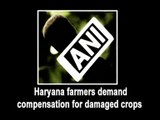 Haryana farmers demand compensation for damaged crops