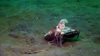 Coconut-carrying octopus