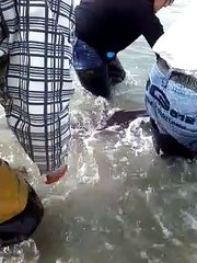 Paimpol :sauvetage marsouins