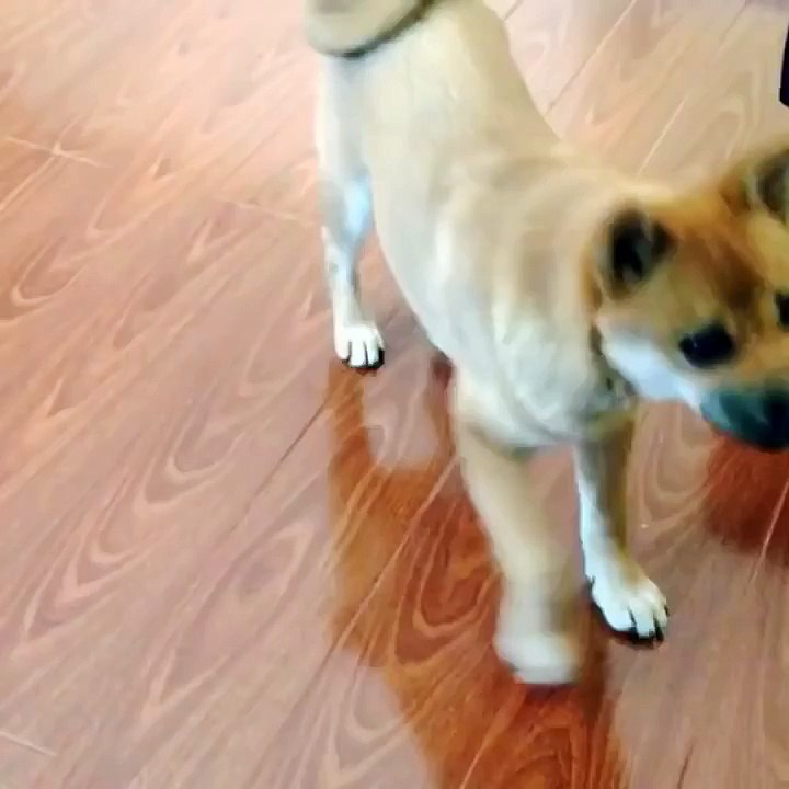 Puppy Dances for the First Time