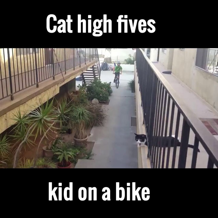 Cat High Fives kid on a bike