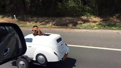 Coolest dog ever