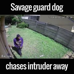 Guard dog chases intruder away