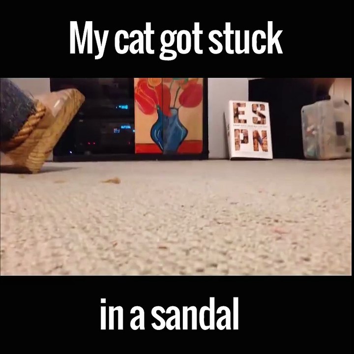 Cat got stuck in a sandal..Hilarious