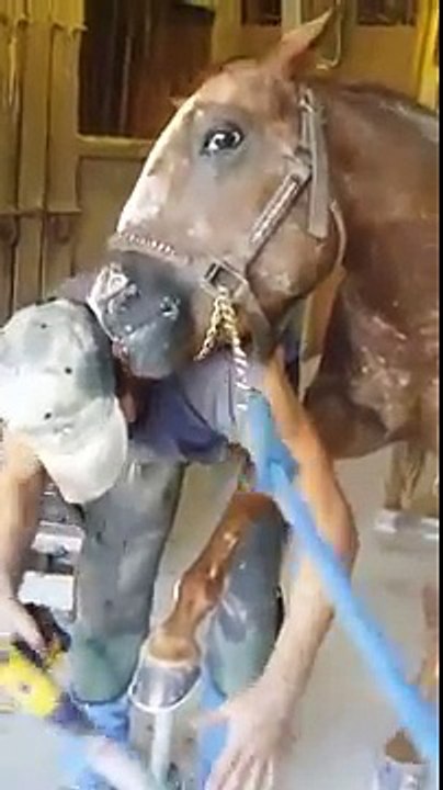 Horse Licks Owner For Putting Hoof On