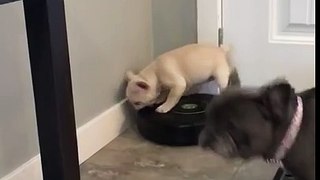Puppy riding Roomba tries to eat the machine!