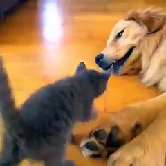 Kitten Cuddles with Golden Retriever