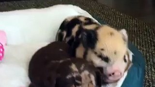 Pig Wants to Play with Puppy
