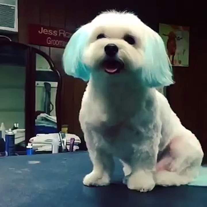 Blue Haired Dog Gets Blow Dryer in Face