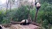 Battle de pandas