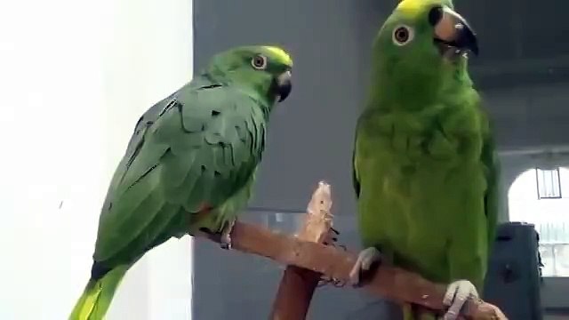 Пьяный дуэт попугаев. Умереть - не встать