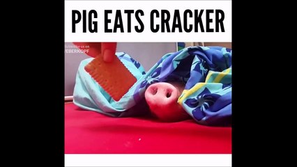 Ce petit cochon adore les gateaux