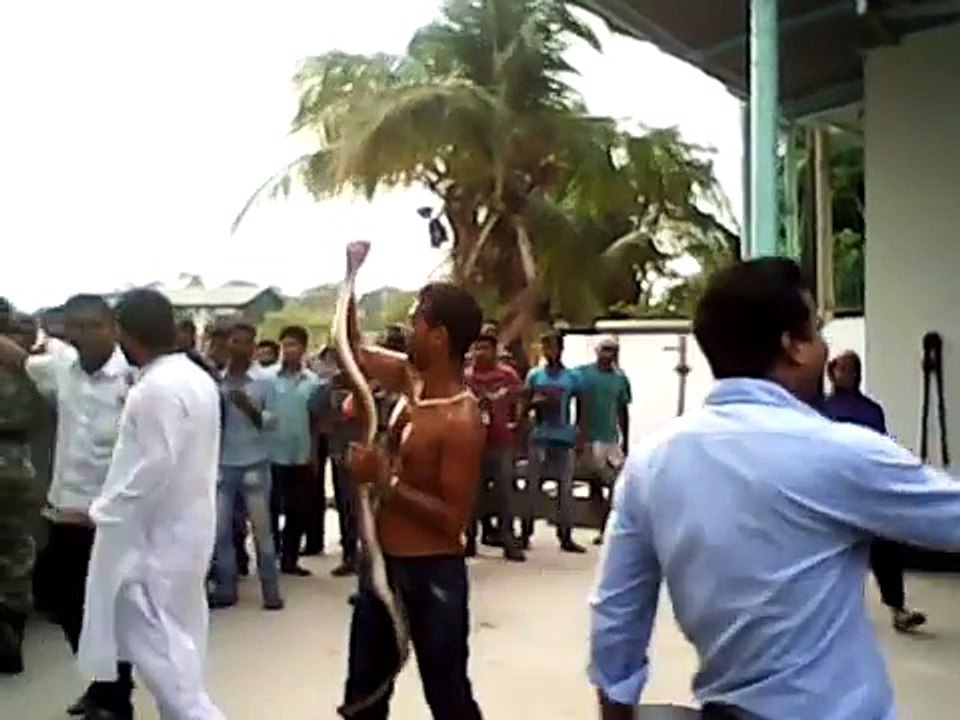 দেখুন কিভাবে  সাপ ধরে অনেক মজার একটা ভিডিও