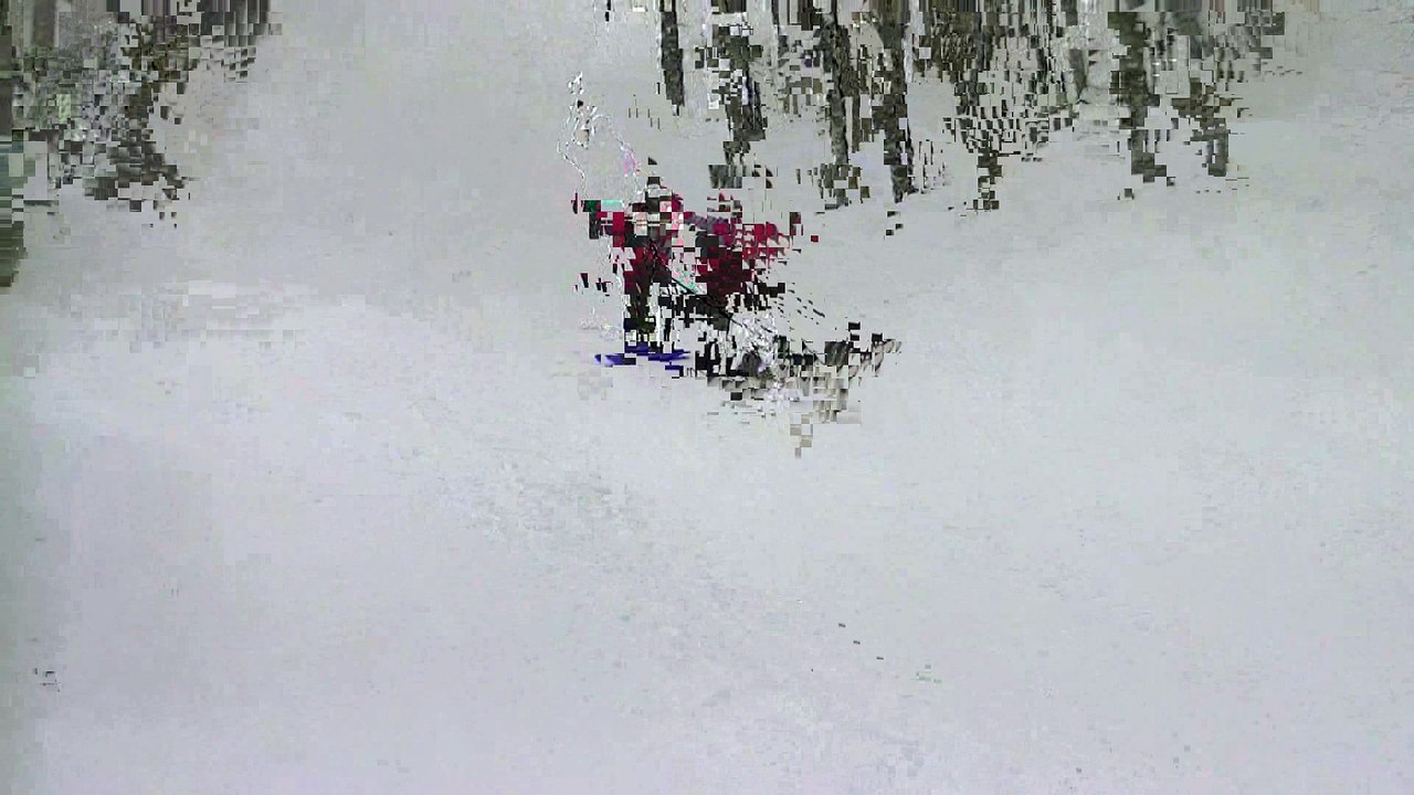 luge debpout 1 chien