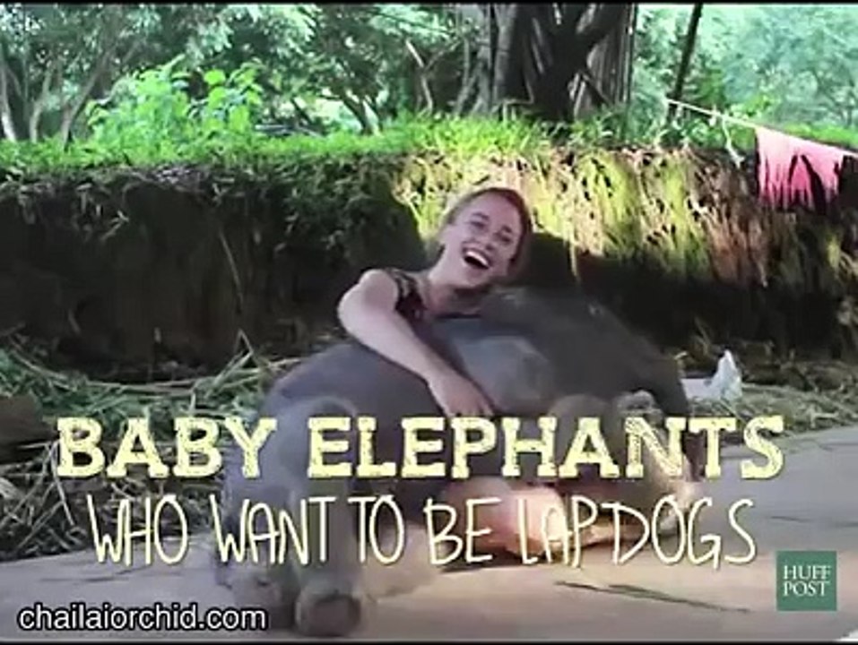 Baby Elephants Who Want To Be Lap Dogs