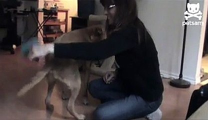 Dog quivers when combed